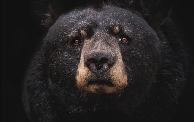 Bear Beat lança novo single; Ouça”Bring You Down”